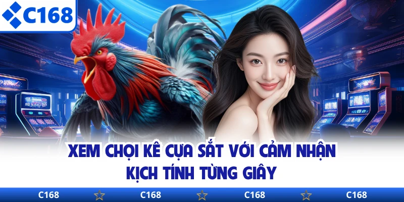 Xem chọi kê cựa sắt với cảm nhận kịch tính từng giây